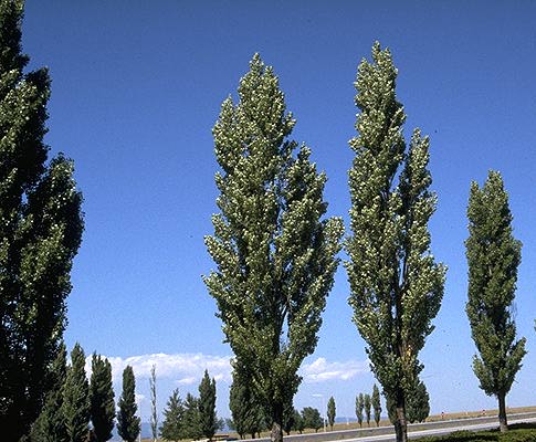 Populus nigra ’italica’