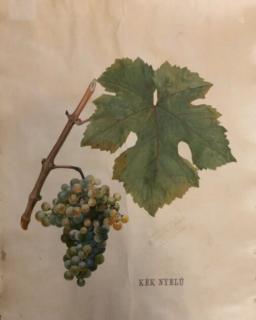 Neogrády kéknyelű szőlő